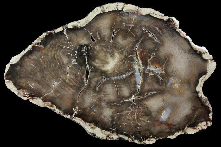 Petrified Wood (Cherry) Round - McDermitt, Oregon #93831